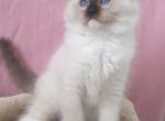 Afroditedolls Raspberry - Ragdoll Kitten For Sale - Bradenton, FL, US