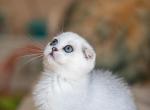 Loveey - Scottish Fold Cat For Sale - MD, US