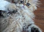 Reserved Golden Shaded Envy - Persian Cat For Sale - Cleveland, OH, US