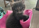 Majestic Maine Coons Michigan Christmas Deposits - Maine Coon Kitten For Sale - White Lake Charter Township, MI, US
