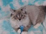 Theodore - Ragdoll Cat For Sale - Glendale, AZ, US