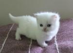 TICA registered Standard male Minuet Kitten - Minuet Cat For Sale - Capon Bridge, WV, US