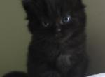 Bartlet TICA registered long haired Minuet Kitten - Minuet Cat For Sale - Capon Bridge, WV, US