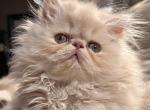 Cream boy - Persian Kitten For Sale - 