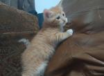 Peaches - Domestic Cat For Sale - West Springfield, MA, US