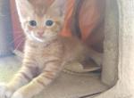 Pumpkin - Domestic Kitten For Sale - West Springfield, MA, US