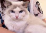 blue Bicolor Girl 1 yrs - Ragdoll Cat For Sale - Fontana, CA, US