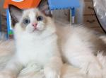 Seal Bicolor Male 9 - Ragdoll Cat For Sale - Fontana, CA, US