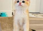 Fili - British Shorthair Kitten For Sale - Fairfax, VA, US