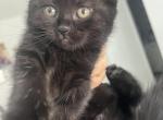 Lika - British Shorthair Kitten For Sale - Miami, FL, US