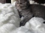 Chocolate girl - Scottish Fold Kitten For Sale - Buffalo, NY, US