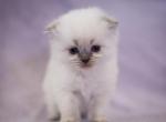 Cloud - Persian Cat For Sale - Queens, NY, US