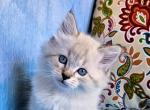 Drosha - Siberian Cat For Sale - San Diego, CA, US