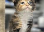 Candy - Maine Coon Cat For Sale - Boerne, TX, US