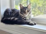 Daisy - Maine Coon Cat For Sale - Chicopee, MA, US