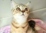 Naomie - Scottish Fold Cat For Sale - New York, NY, US