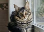 Daisy & Dana - Maine Coon Cat For Sale - Chicopee, MA, US