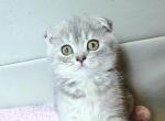 Berry - Scottish Fold Cat For Sale - New York, NY, US