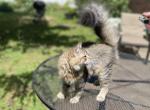 Male Available Now - Siberian Cat For Sale - Somerset, NJ, US