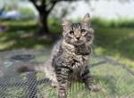 Lulu - Siberian Cat For Sale - Somerset, NJ, US