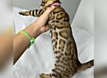 bella litter - Bengal Cat For Sale - Livermore, CA, US