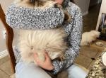 Jusper - Persian Cat For Sale - Fort Worth, TX, US