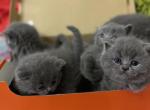 Blue dream - British Shorthair Kitten For Sale - Fort Wayne, IN, US