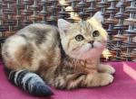 Simba and Uno - British Shorthair Cat For Sale - Nicholasville, KY, US