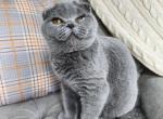 Boys and Girls Scottish fold - Scottish Fold Cat For Sale - Nicholasville, KY, US