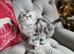 Boba - British Shorthair Cat For Sale - Nicholasville, KY, US