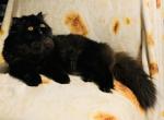 CFA TOPNOTCHOFME MINA - Persian Cat For Sale - Bangor, ME, US