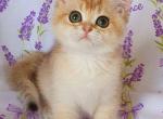 Fasolka - British Shorthair Cat For Sale - Brooklyn, NY, US