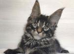 Winston - Maine Coon Cat For Sale - Brooklyn, NY, US