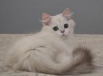 Ethan - British Shorthair Cat For Sale - Brooklyn, NY, US