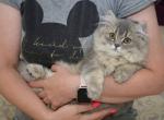 Eric - British Shorthair Cat For Sale - Brooklyn, NY, US