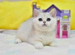 Milana - British Shorthair Cat For Sale - Brooklyn, NY, US