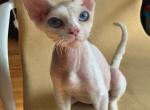 Ice - Devon Rex Cat For Sale - Brooklyn, NY, US