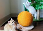 Mickey and Minnie - British Shorthair Cat For Sale - Indianapolis, IN, US