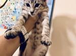 Silver Savannah F6 - Savannah Cat For Sale - FL, US