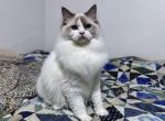 Zoidberg - Ragdoll Cat For Sale - Tuscaloosa, AL, US