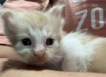 Franklin - Maine Coon Cat For Sale - Greensburg, IN, US