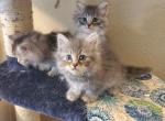 Last Siberian kitten from this litter - Siberian Cat For Sale - Bellingham, WA, US