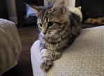 Brown tabby - Maine Coon Cat For Sale - Chapel Hill, NC, US