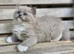 Blue mink mitted - Ragdoll Kitten For Sale - Farmville, VA, US