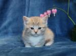 Wisp British Shorthair X Munchkin Female - Munchkin Cat For Sale - Winnemucca, NV, US