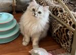 Onyx - Persian Cat For Sale - Farmington, MI, US