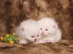 English Muffin Kittens Profile