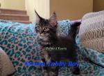 Asgard Koons brown tabby - Maine Coon Cat For Sale - Fort Worth, TX, US