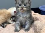 Blue Silver Smoke - Maine Coon Kitten For Sale - La Porte, IN, US
