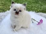 Joys female kitten ready September 1 - Ragdoll Kitten For Sale - Mount Joy, PA, US